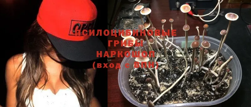 Галлюциногенные грибы Psilocybine cubensis  Белёв 